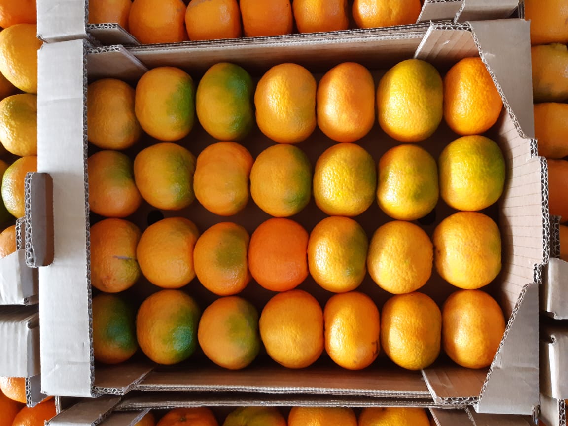 Frische BIO-Mandarinen "PAGE" aus Kreta ca. 2 kg Netz
