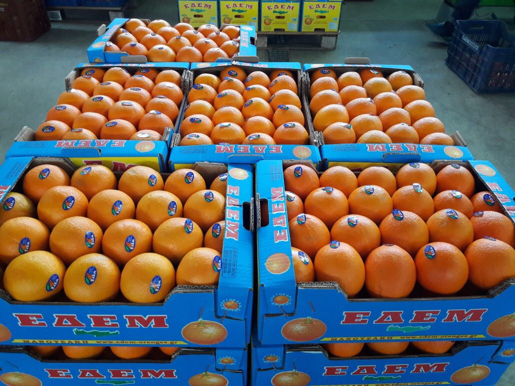  Frische BIO-Orangen "MERLIN" aus Kreta ca. 4 kg Karton