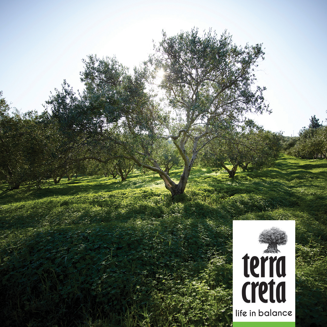 Terra Creta - Extra natives Olivenöl "estate" BIO 5 l